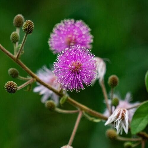 Mimosa Pudica
