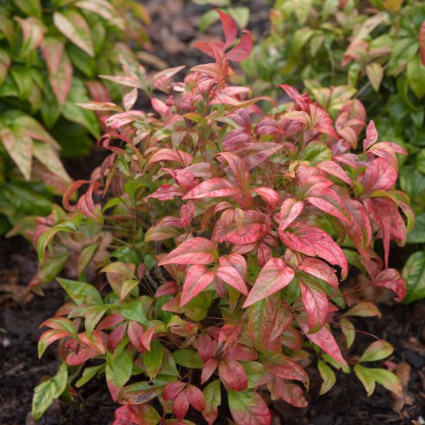 Nandina nana