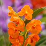 L’orchidea Bifrenaria