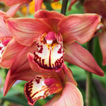 L’orchidea Cymbidium