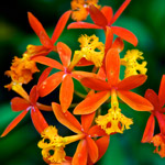 L’orchidea Epidendron