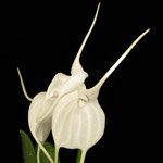 L’orchidea Masdevallia