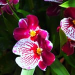 L’orchidea Miltonia