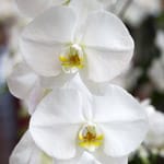 L’orchidea Phalaenopsis