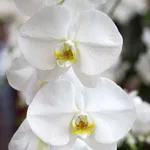 L’orchidea Phalaenopsis