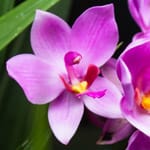 L’orchidea Spathoglottis