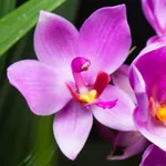 L’orchidea Spathoglottis