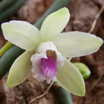 L’orchidea Vaniglia