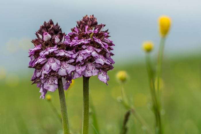 Fiori fi campo, orchidee selvatiche