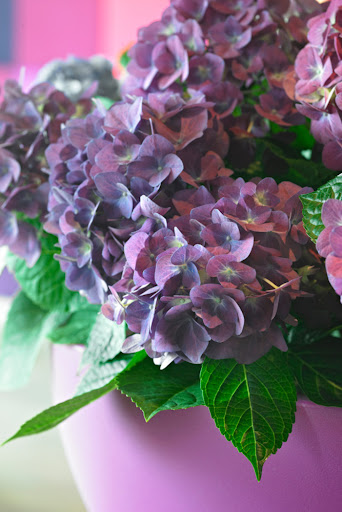 ortensia viola pianta da terrazzo in vaso rosa
