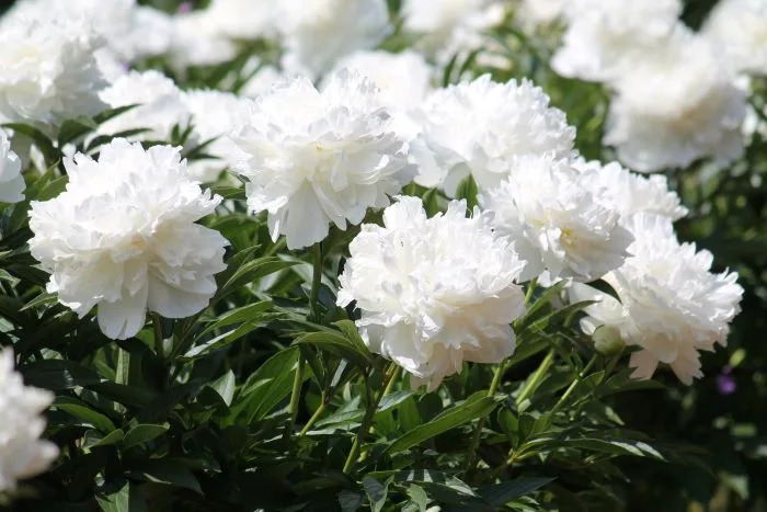 Peonia bianca: significato, tipologia e cura
