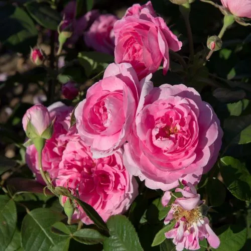 Rosa Gertrude Jekyll
