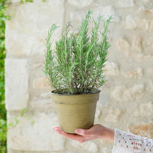 pianta di rosmarino tenuta in mano. Vaso beige.