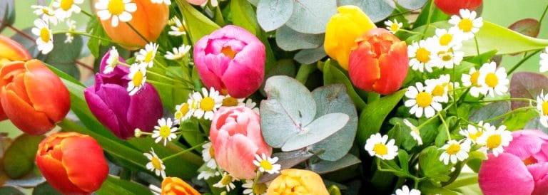 Tutto quello che c’è da sapere sui tulipani