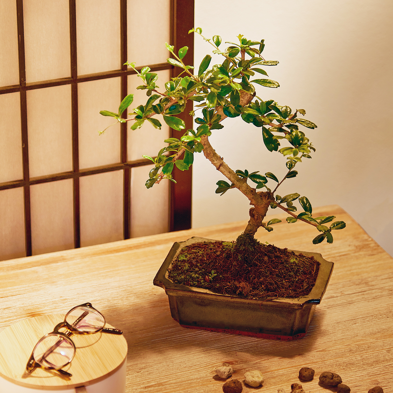 Bonsai da appartamento con consegna a domicilio - Interflora