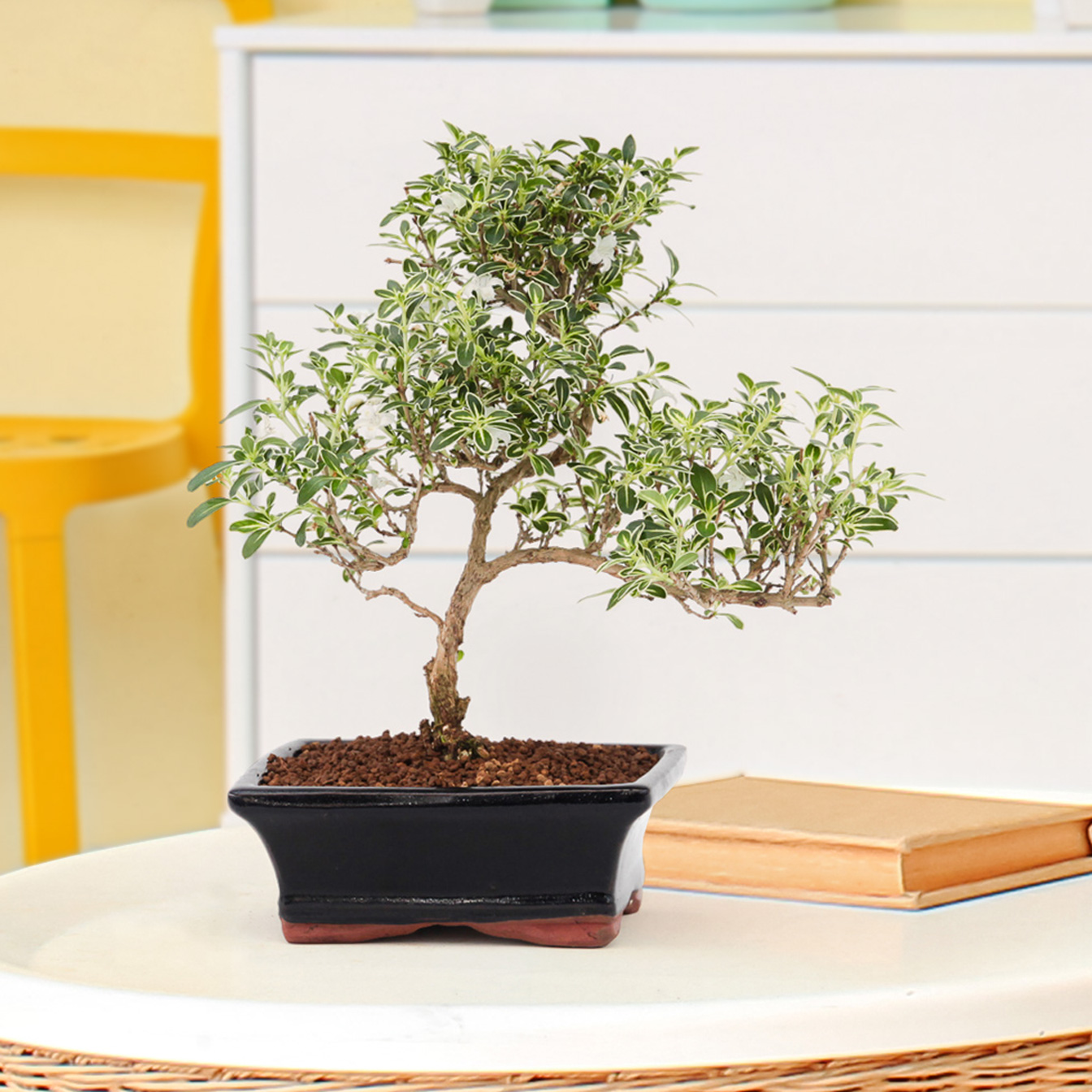 Bonsai da appartamento con consegna a domicilio - Interflora