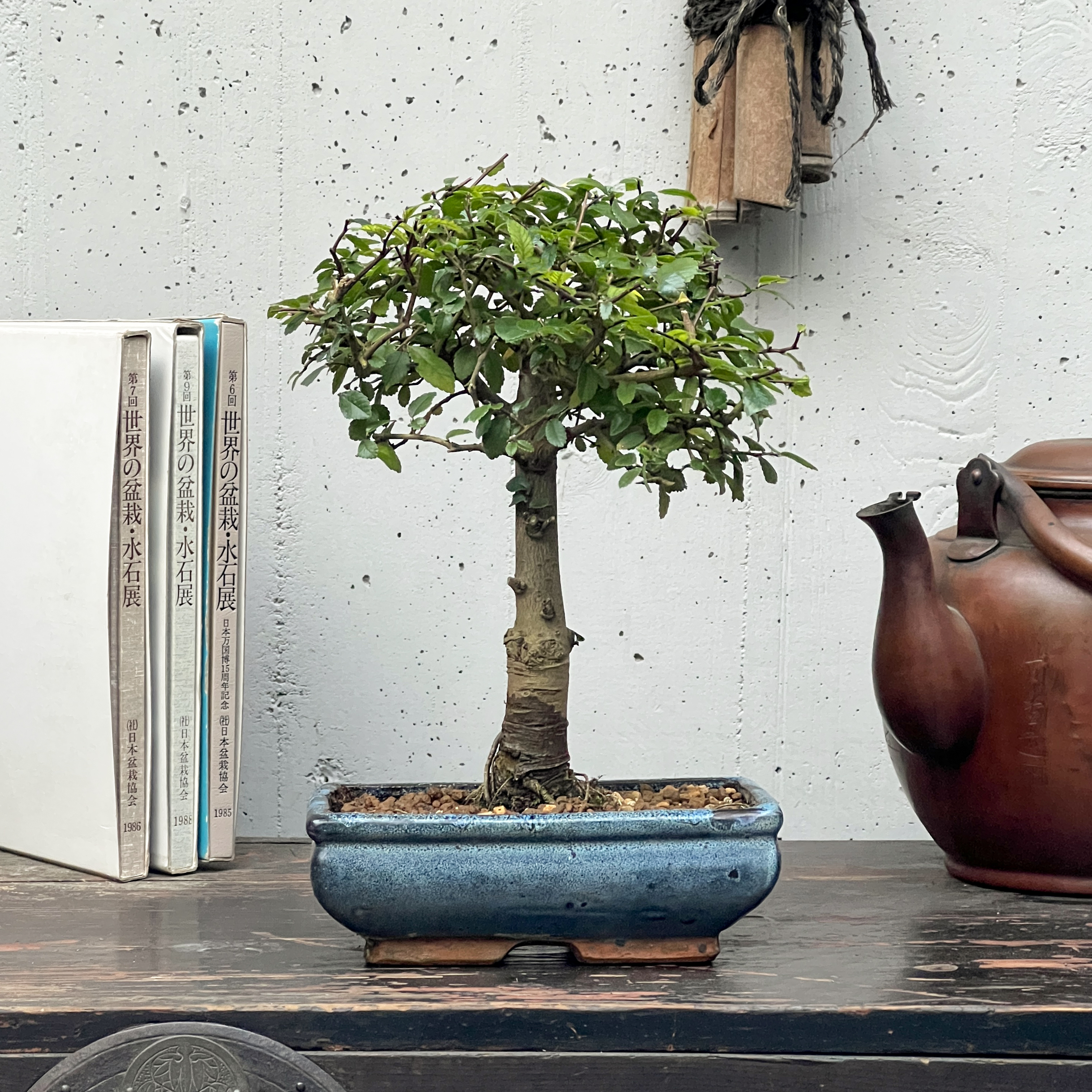 Bonsai da appartamento con consegna a domicilio - Interflora
