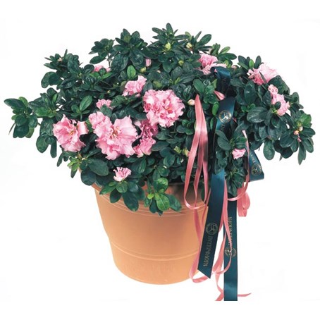 Azalea