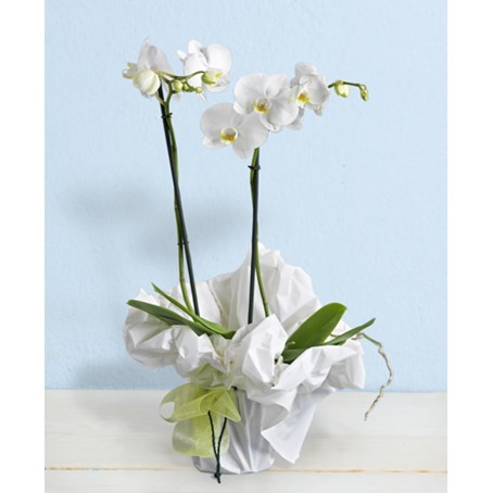 White phalaenopsis orchids