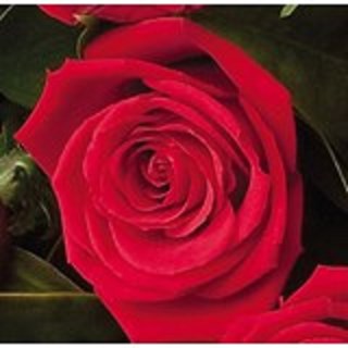 12 Roses ( medium stemmed )