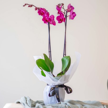 Orchid Plant