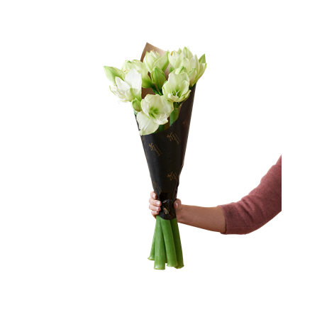 Amaryllis White 240523