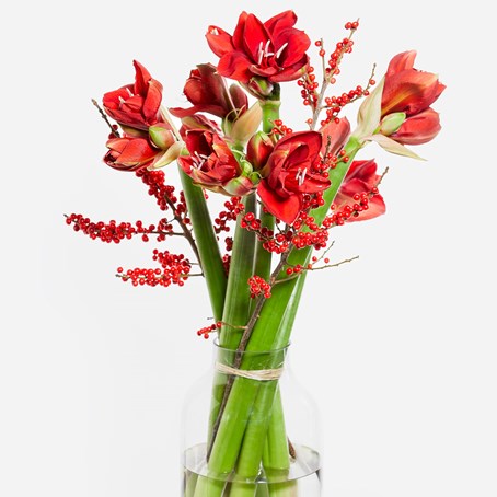 Red Amaryllis Dream