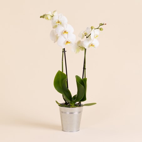 Orchidee Candide - Orchid