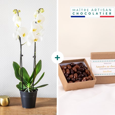 Candide et chocolats - Orchid and chocolates