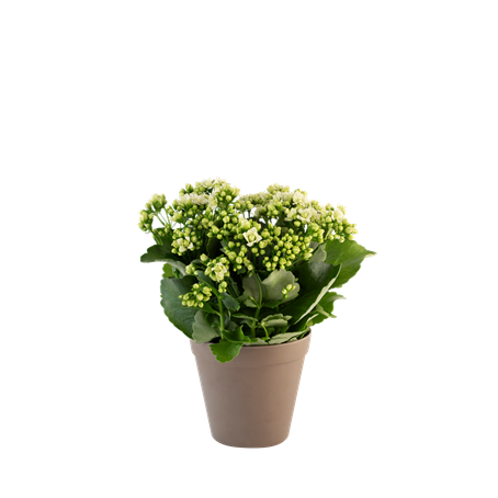 Calandiva white 242646