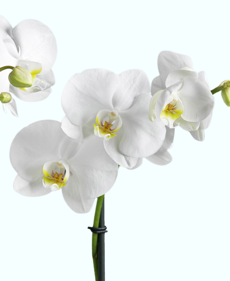 Orchidea bianca 