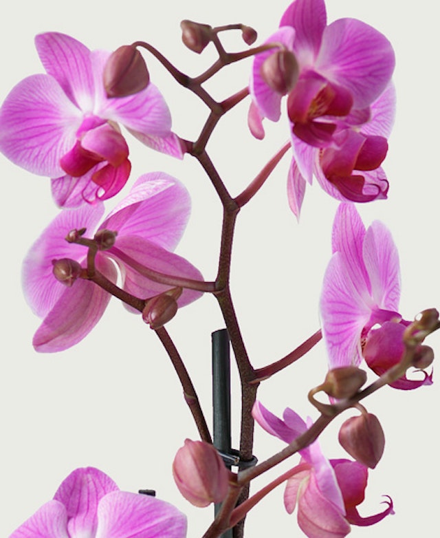 Orchidea rosa