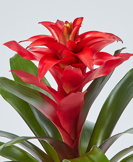 Guzmania