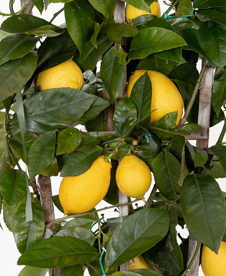 Limone a spalliera
