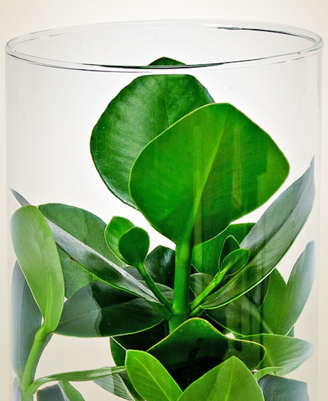 Clusia Sfera In Vaso Di Vetro - Pianta Vera Da Interno In Idrocoltura - Design Moderno - 3