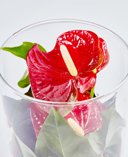 anthurium