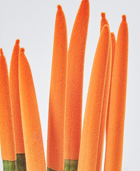 Velma