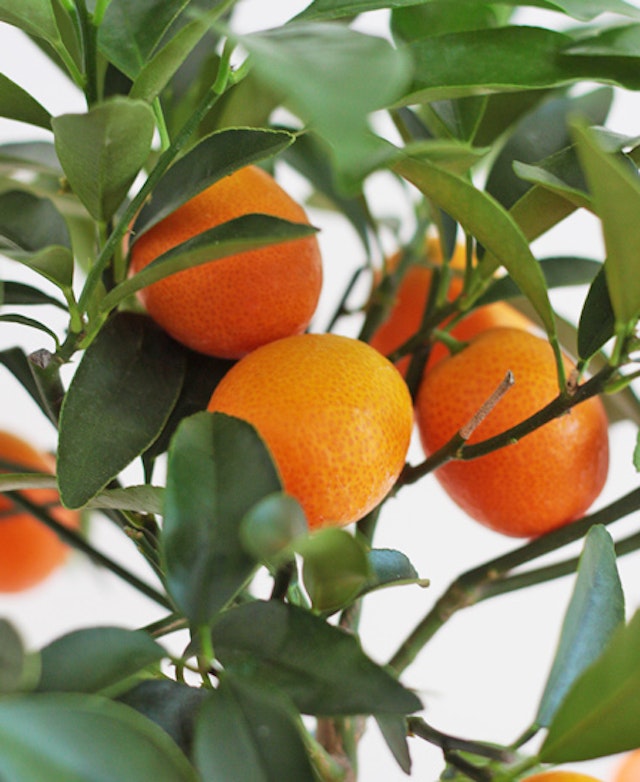 Calamondino
