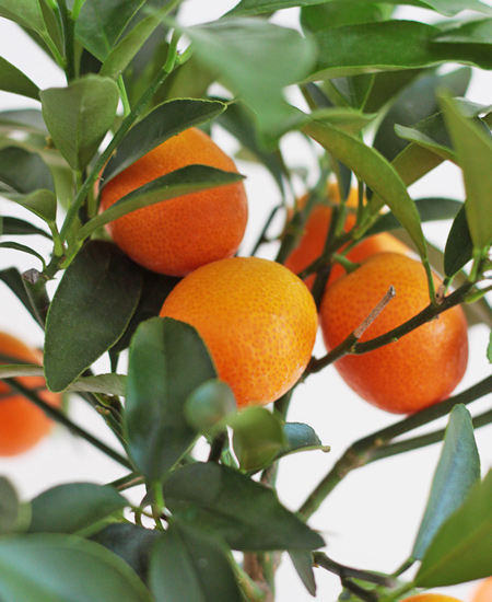Calamondino