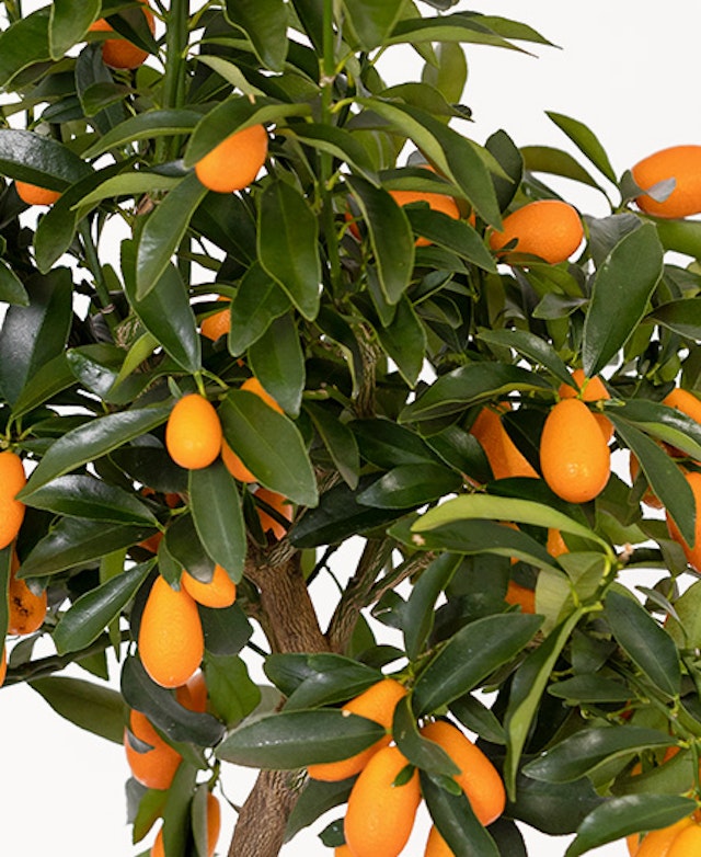 Kumquat