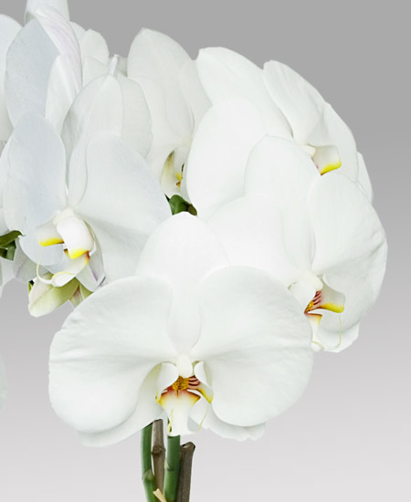Cesto di orchidee