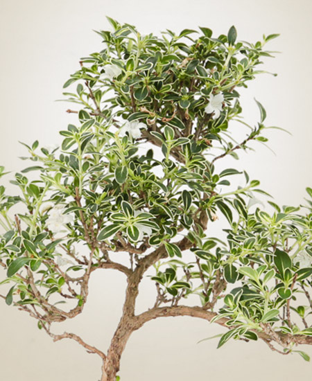 Serissa variegata