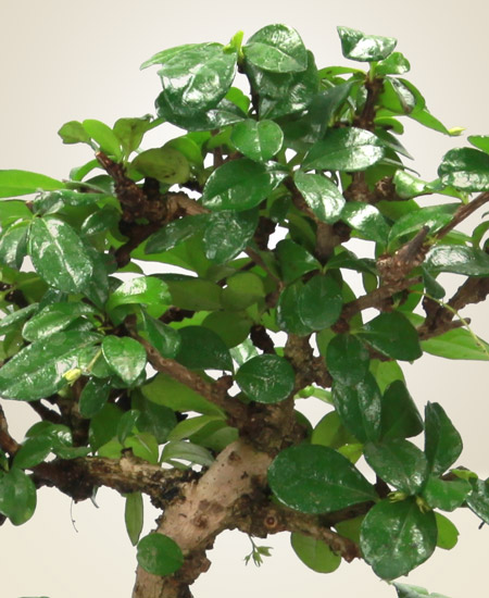 Bonsai Carmona