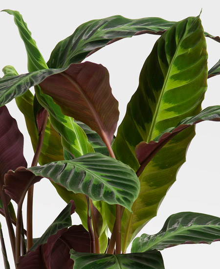 Maranta 