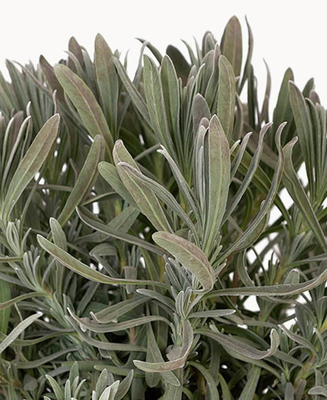 Lavanda
