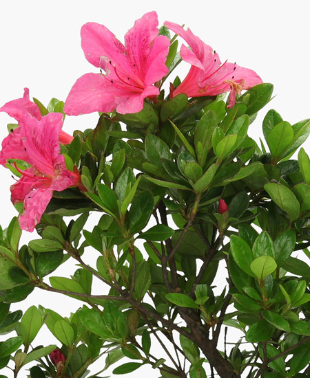 Azalea Bonsai