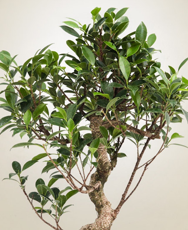 Ficus retusa tropicale