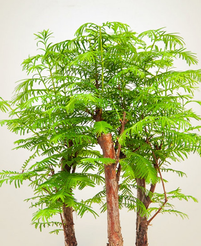 Metasequoia 