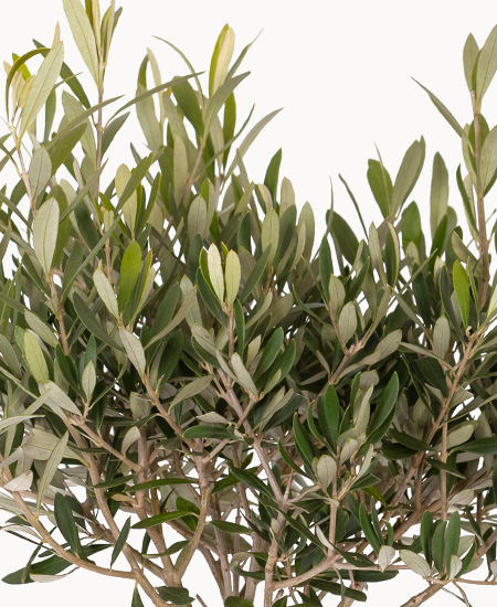 Olivo