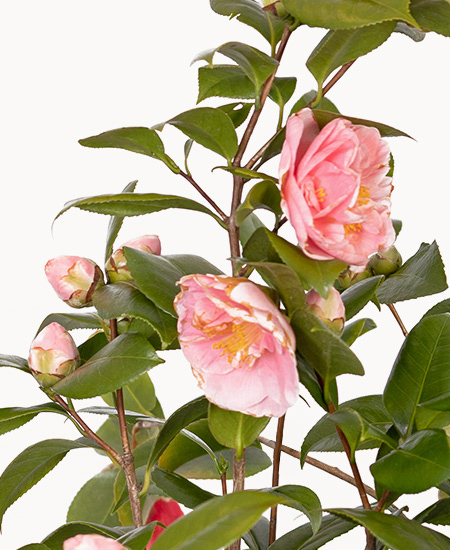 Camelia